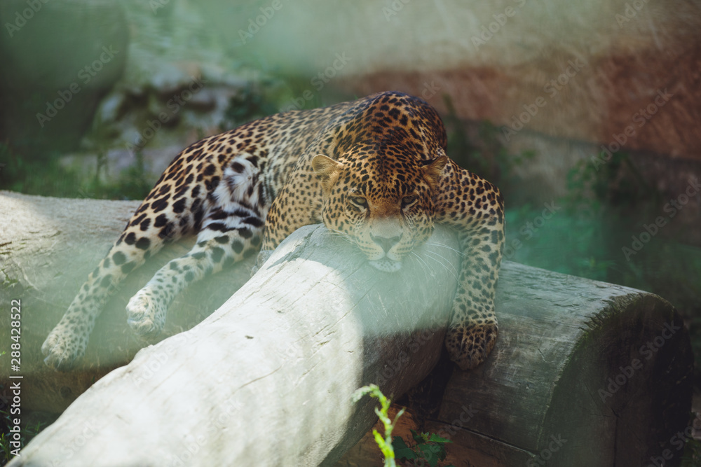 Beautiful leopard lies in nature close-up Beautiful leopard lies in nature close-up