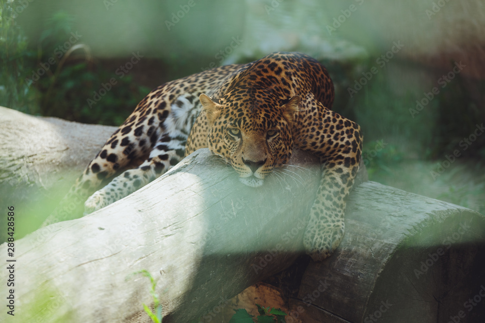 Fototapeta premium Beautiful leopard lies in nature close-up