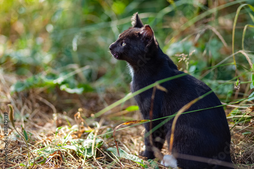 black cat in the grass © esen