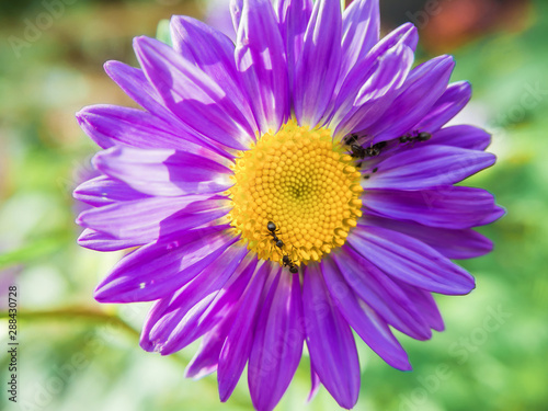 the ants work on the blue Daisy  Aster closeup