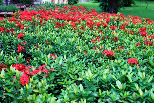 tulips in the garden