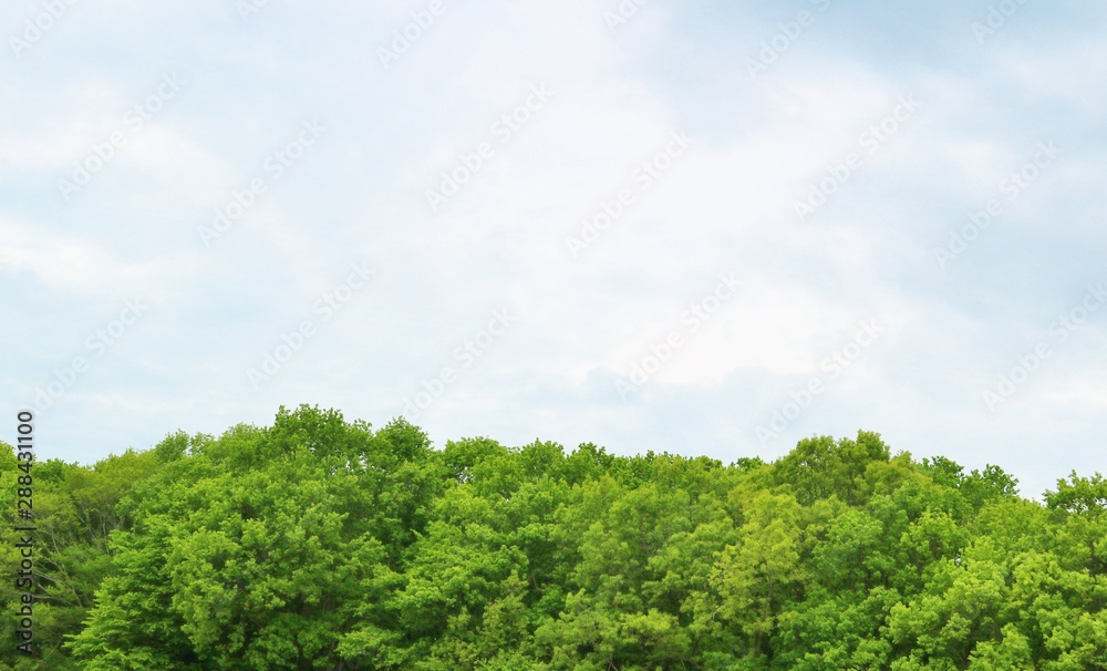 春　森　空　杤木　風景
