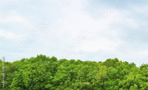 春 森 空 杤木 風景