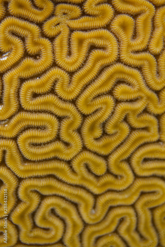 Naklejka premium Closeup of Grooved Brain Coral Pattern