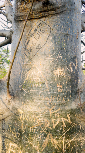 Baobab trunk with carvings of romantic symbols