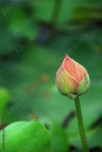 lotus in the pond