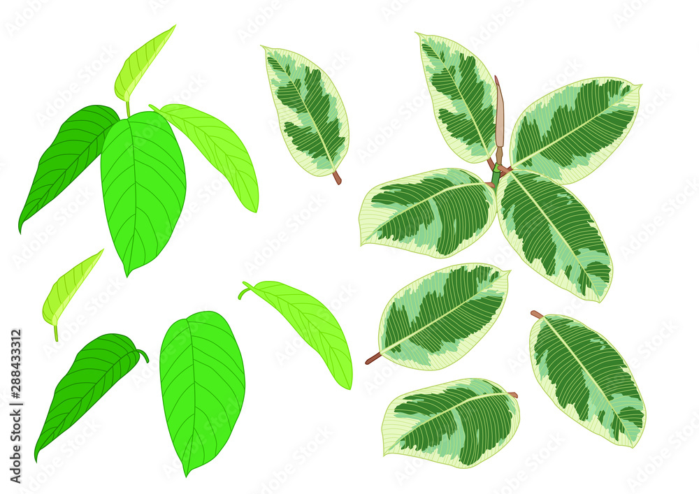 Green Leaves fresh abstract isolated on white background illustration vector Green Leaves fresh abstract isolated on white background illustration vector