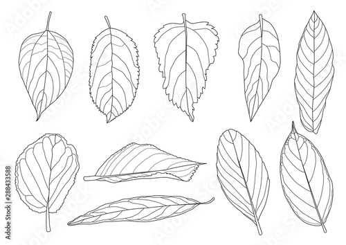 Leaves line single leaf and leaf pattern black Bring to color decorate on white background illustration vector