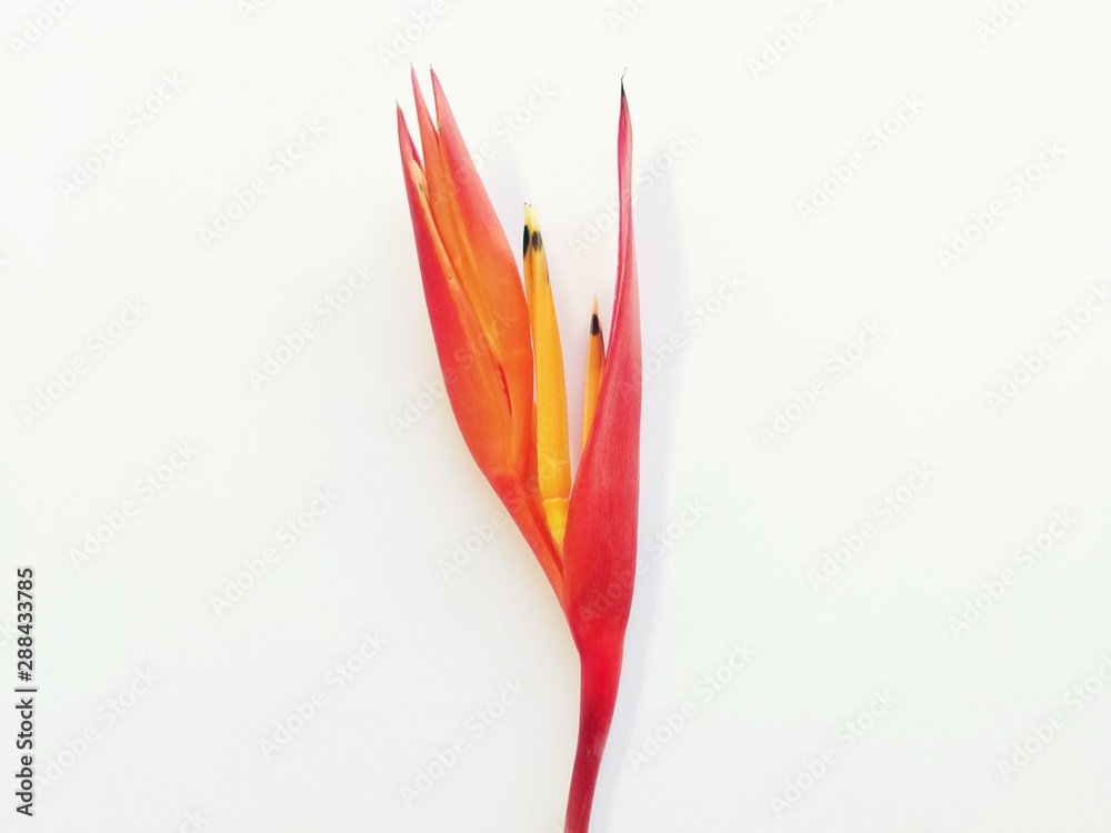 Heliconia flower isolated on white background with space for your work Heliconia flower isolated on white background with space for your work