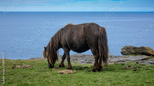 Wild horse in the Burren  County Clare Ireland by the sea