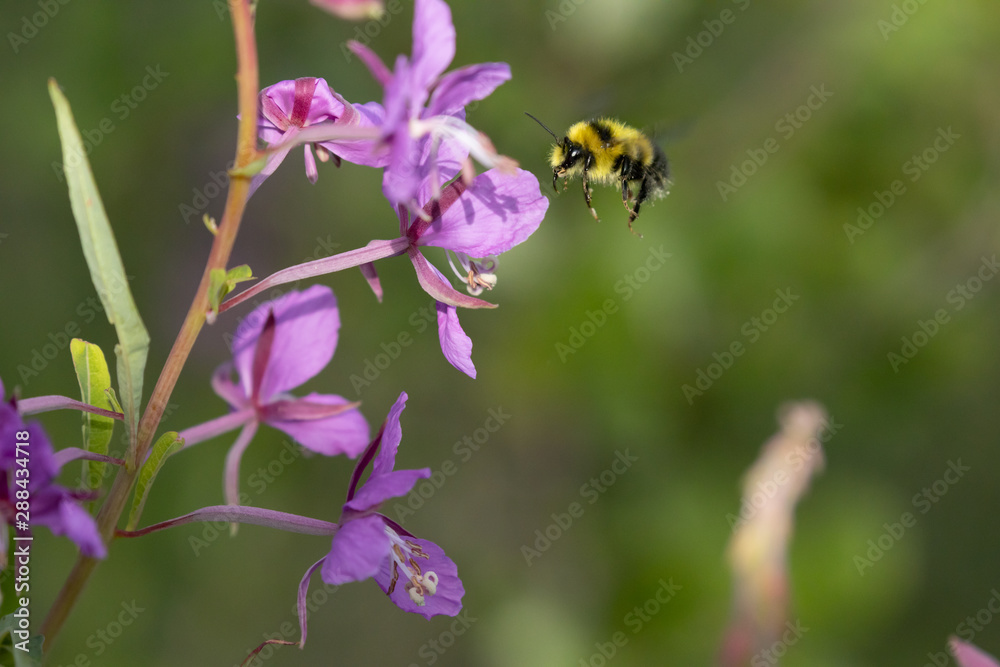 Bombus genus bumble bee feeding on fireweed flowers in interior Alaska, Denali Highway area. Bombus genus bumble bee feeding on fireweed flowers in interior Alaska, Denali Highway area.