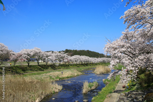 夏井川の千本桜 福島県 小野町 Stock Photo Adobe Stock