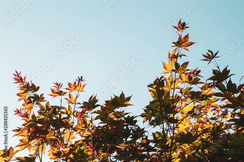Fall leaves against a blue sky with sunlight illuminating the colors;  Bloodgood Japanese Maple tree in the fall photo