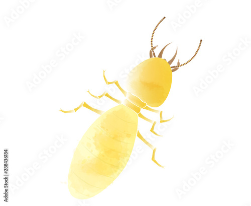 Termite in watercolor style, vector illustration.