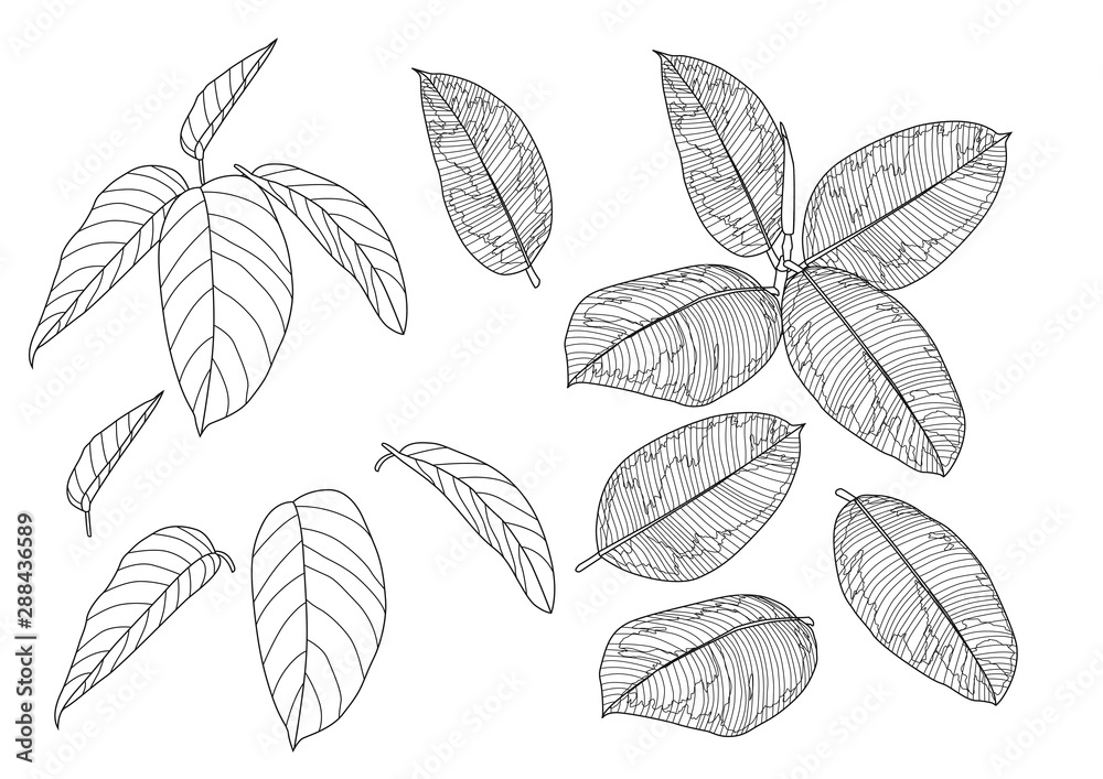 Leaves line single leaf and leaf pattern black Bring to color decorate on white background illustration vector Leaves line single leaf and leaf pattern black Bring to color decorate on white background illustration vector