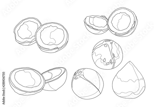 Line coconut fruit fresh on white background illustration vector 