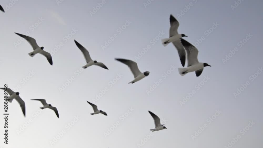 Pájaros volando a cámara lenta vídeo de Stock | Adobe Stock