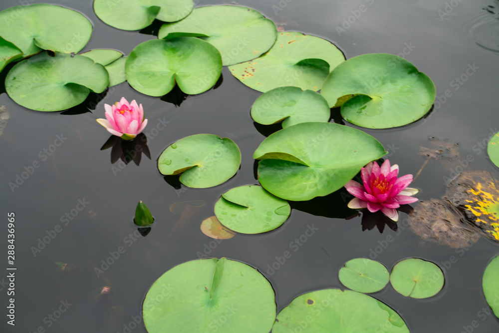 Colorful pink water lily lutis flower in park pond Colorful pink water lily lutis flower in park pond