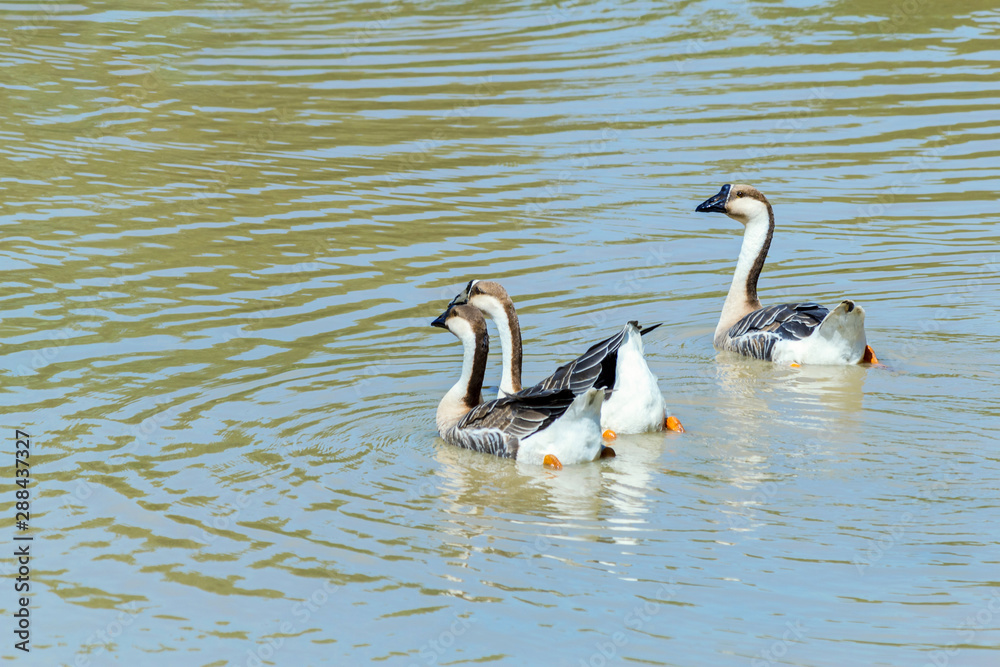 white Duck on calm lake 