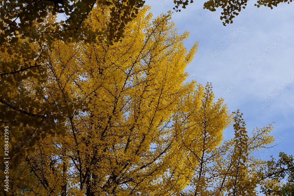 北海道学の秋・紅葉 北海道学の秋・紅葉