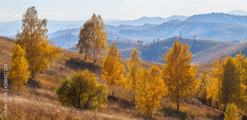 Autumn panoramic view, yellow trees on the hillside. Mountains in the distance in a blue haze.
