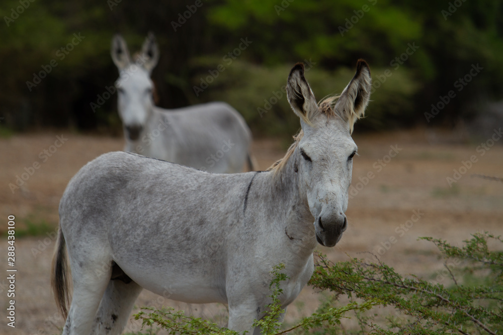 Feral Donkeys Feral Donkeys
