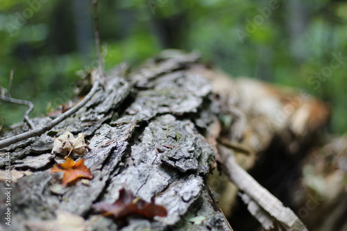 Fallen Tree With Foliage