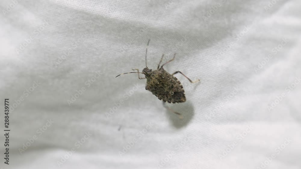 Stink bug crawling on a bed
