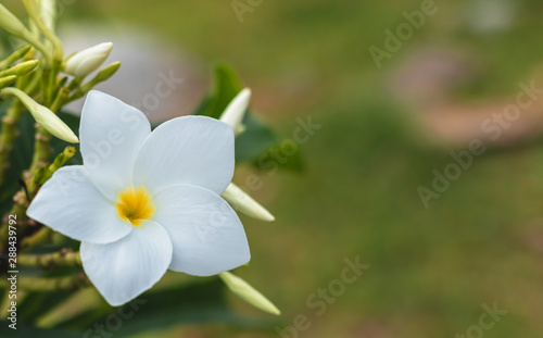 White blooming plumeria flower at summer with beautiful soft blur bokeh background with copy space.