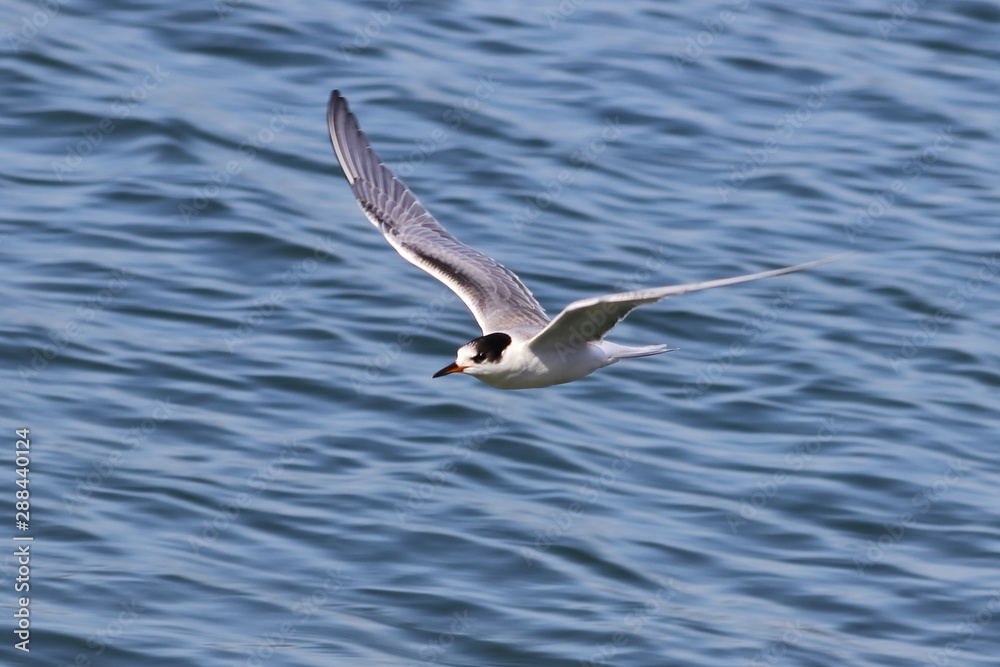 Common tern (Sterna hirundo) flying on sea water waves background closeup. Common tern (Sterna hirundo) flying on sea water waves background closeup.