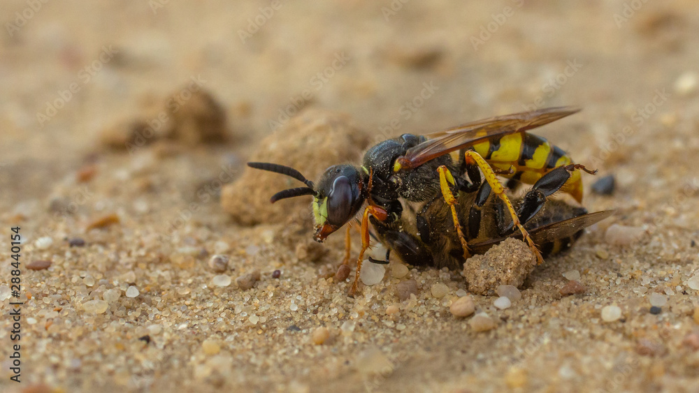 European beewolf, bee-killer wasp (Philanthus triangulum) European beewolf, bee-killer wasp (Philanthus triangulum)