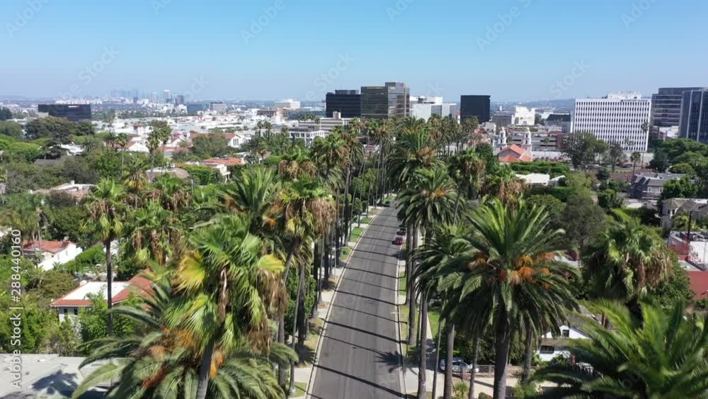 BEVERLY HILLS - PALM TREES