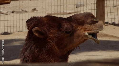 Camel taking a nap at the zoo while looking around. photo