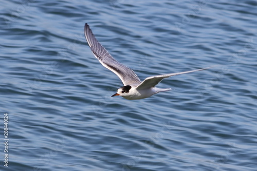 Common tern  Sterna hirundo  flying on sea water waves background closeup.