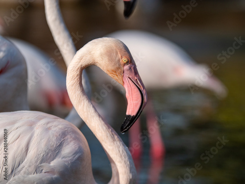 White Flamingo in the middle east photo