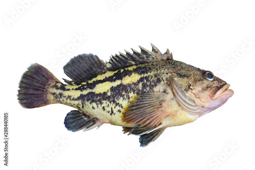 Alive rockfish Sebastes trivittatus (Yellow Rockfish, Gold Rockfish or Three-stripe Rockfish) isolated on white background. Alive fresh raw delicious fish. photo