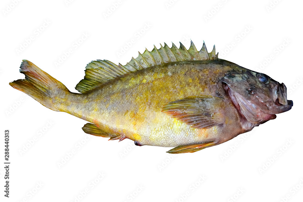 Alive rockfish Sebastes schlegelii (Korean rockfish) isolated on white