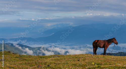 Horse on the mountain, in the background a mountain valley in the clouds. Blurred distance plan.
