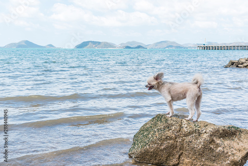 Fototapeta Naklejka Na Ścianę i Meble -  Dog happy fun on rocky beach when travel at sea