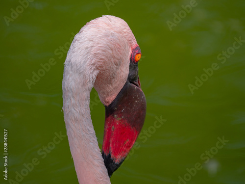 White Flamingo in the middle east photo