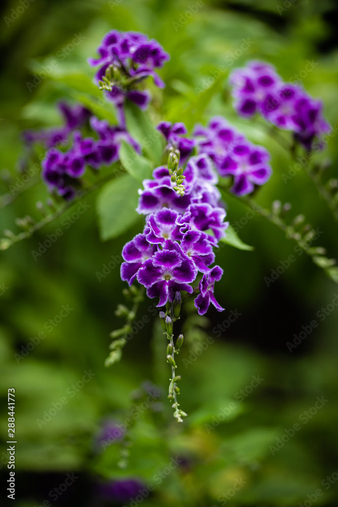 purple flower with blurry background purple flower with blurry background