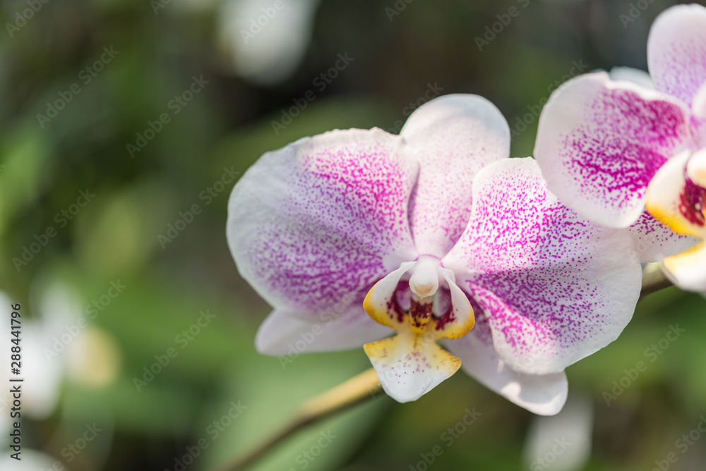 Flower (Orchidaceae, Orchid Flower) white purple Flower (Orchidaceae, Orchid Flower) white purple