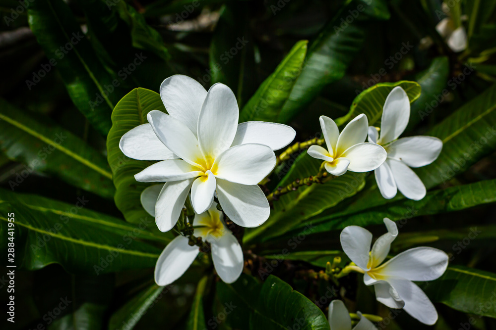 Plumeria in garden Plumeria in garden