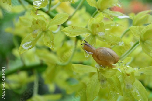 花とカタツムリ