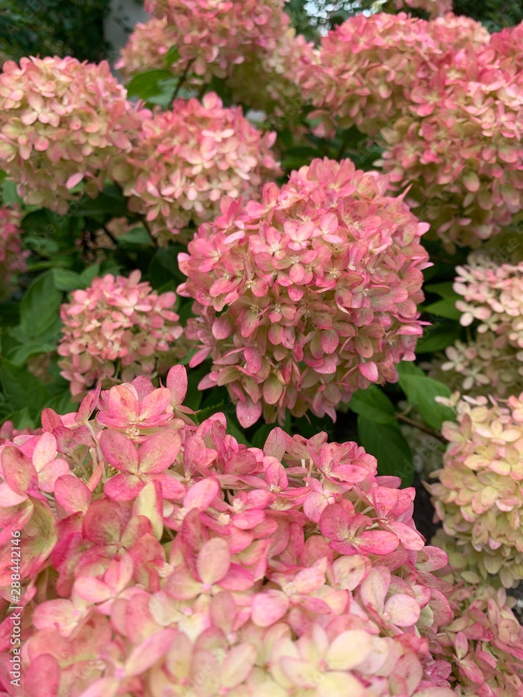 pink flowers in the garden pink flowers in the garden