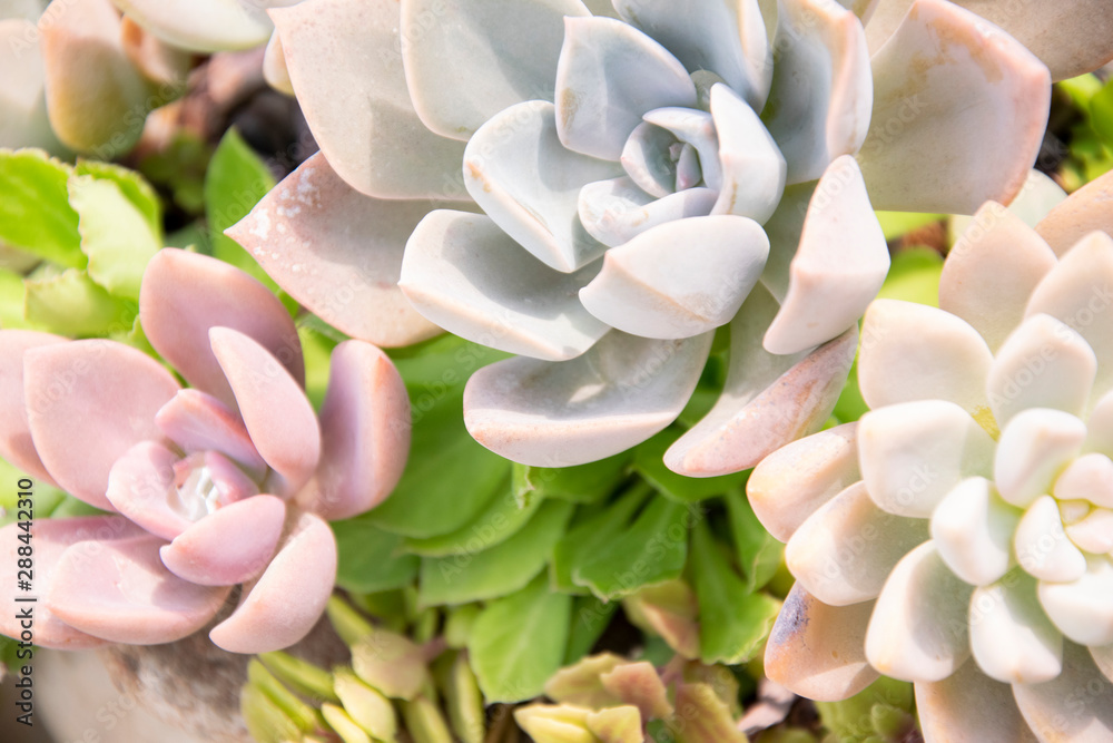 mixed Succulents or cactus background. Small Cactus in Pots to be Sold. mixed Succulents or cactus background. Small Cactus in Pots to be Sold.