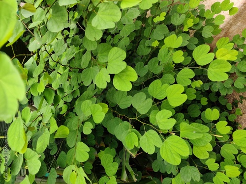 background of green leaves