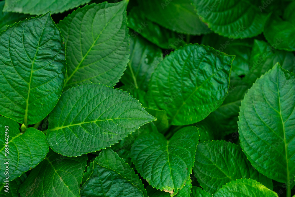 Texture background of green leave Texture background of green leave