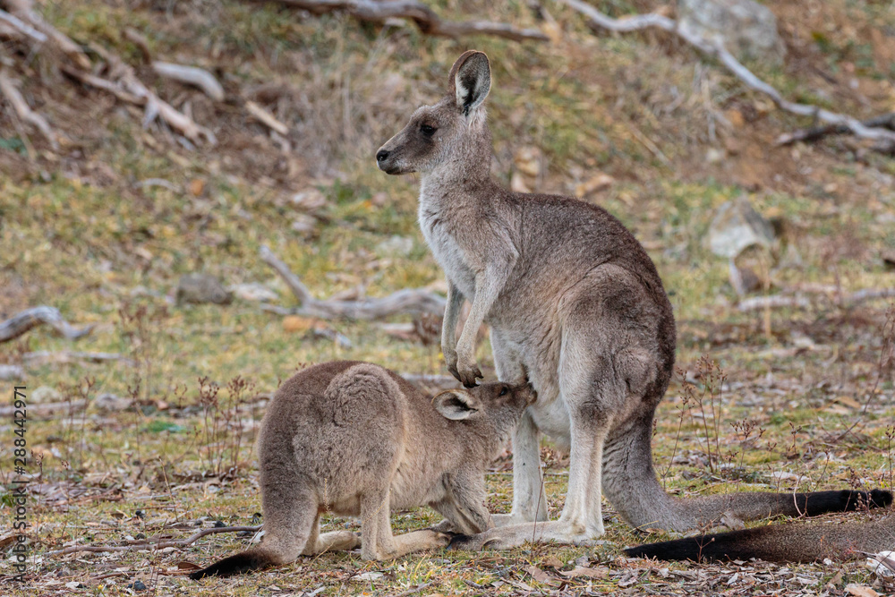 Eastern Grey Kangaroo joey drinking milk outside the pouch