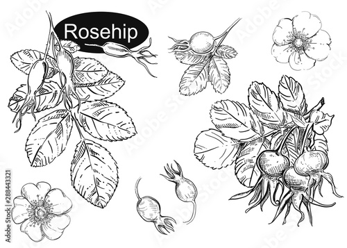 Hand drawn vector illustration set of rosehip, leaf, flowers. Black and white sketch of berry. Painting isolated.